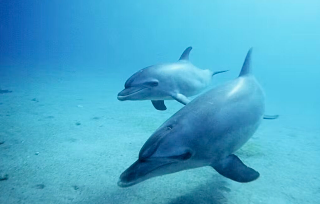 delfini tursiopi