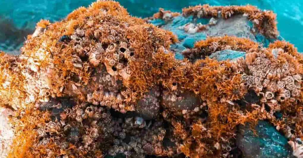 Corallo mediterraneo